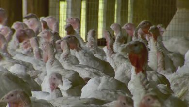 Local Farm Optimistic About Smaller Turkey Availability For Thanksgiving Despite National Trend Saying Otherwise – CBS Pittsburgh