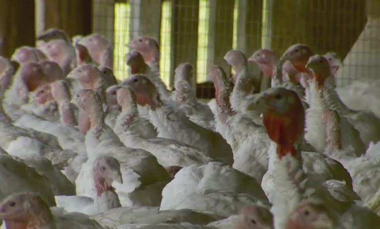 Local Farm Optimistic About Smaller Turkey Availability For Thanksgiving Despite National Trend Saying Otherwise – CBS Pittsburgh