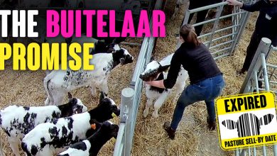 EXPIRED: Buitelaar Promise - Animal Justice Project