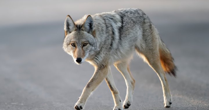 Urban coyotes becoming audacious in Edmonton, how to deter them - Edmonton