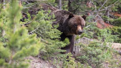 Canmore man shares harrowing story after surviving grizzly bear attack