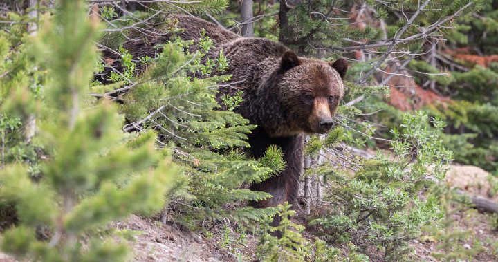 Canmore man shares harrowing story after surviving grizzly bear attack