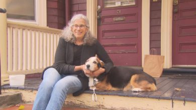 Somerville Dog With Incurable Cancer Showered With Love From Community – CBS Boston