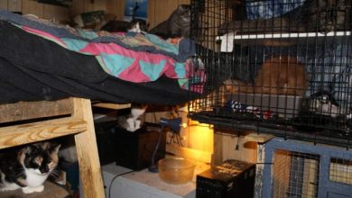Sask. woman who had more than 100 cats in home-based shelter guilty of putting animals in distress
