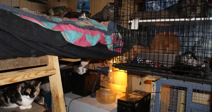 Sask. woman who had more than 100 cats in home-based shelter guilty of putting animals in distress