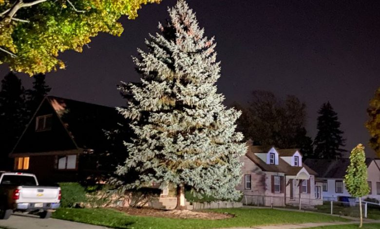 Milwaukee officials harvest 2021 city Christmas tree from couple's home🎄