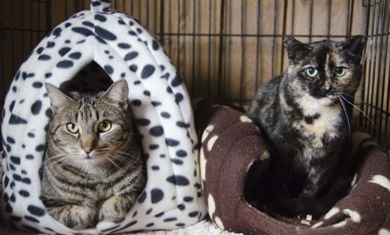 Rescue cats: Shelter cats just need time to become friendly