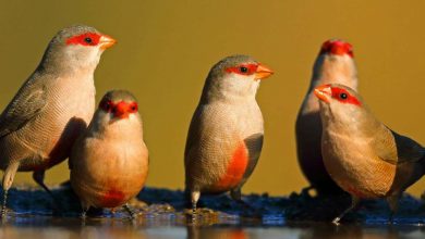 Bird behaviour: Red feathers determine which waxbill is the boss, regardless of size or intelligence