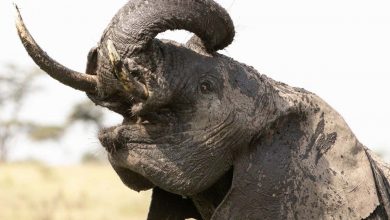 Do you speak elephant? With this new dictionary you will