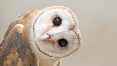 Animal behaviour: Barn owls make mental maps like humans do