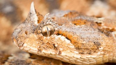 Vipers: Snakes evolved horns on eyes and nose based on their habitat
