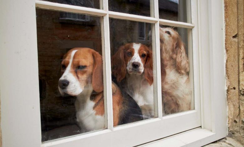 Dog separation anxiety: Getting a second dog may make the problem worse