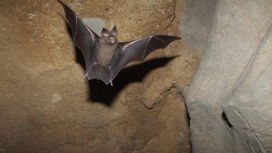 Bats: The mechanics of bat landings depend on where the animals roost