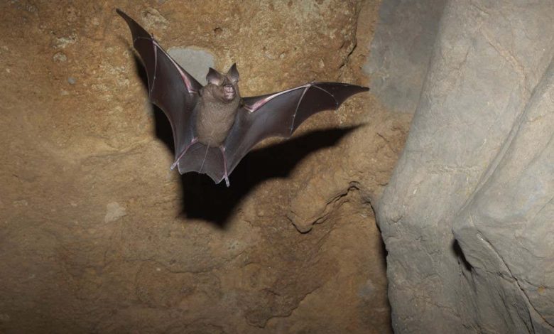 Bats: The mechanics of bat landings depend on where the animals roost