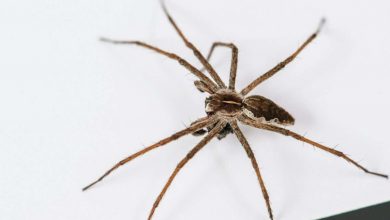 Spider silk: Some males woo mates with food wrapped in chemical-laced webbing