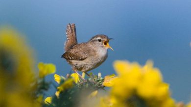 Birdsong: Declining bird populations making Europe and North America quieter