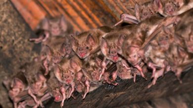 Vampire bats: Social groups share a common microbiome