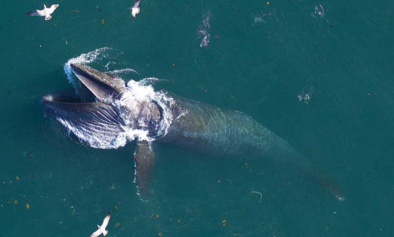 How much do whales eat? World's largest animals eat three times more krill than we thought