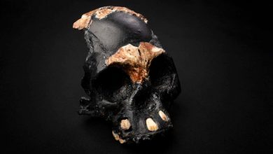 Homo naledi discovery: Child skull found deep in cave suggests these hominins buried their dead