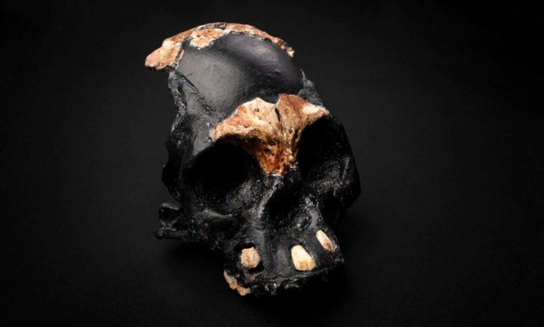Homo naledi discovery: Child skull found deep in cave suggests these hominins buried their dead