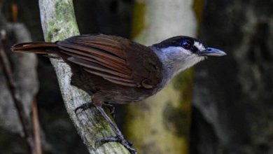 Black-browed babbler: Watch first-footage of long-lost bird