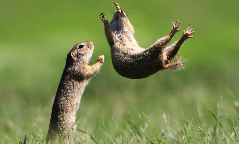 Slideshow: The hilarious winners of the 2021 Funny Wildlife Photography Awards: Digital Photography Review