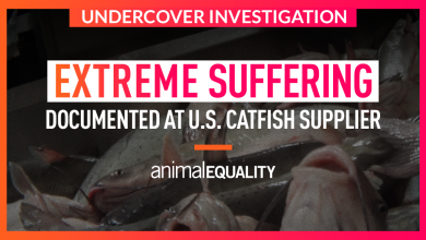 Animal Equality Demands Kroger Drop Simmons Farm Raised Catfish