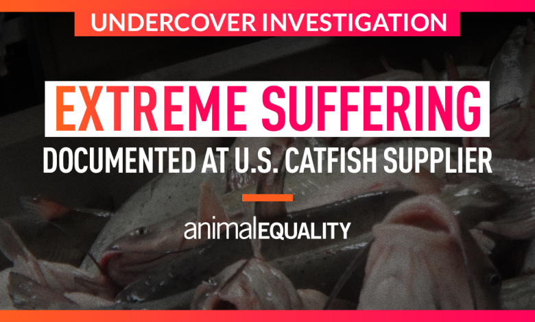 Animal Equality Demands Kroger Drop Simmons Farm Raised Catfish