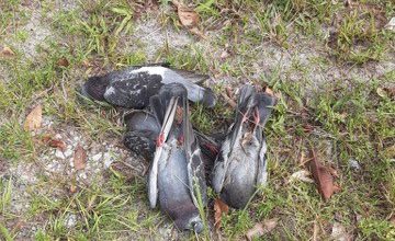 photo of dead birds