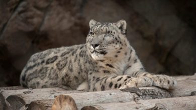In this Oct. 10. 2019, photo, provided by the San Diego Zoo Wildlife Alliance, Ramil, a male snow leopard, rests at the San Diego Zoo in San Diego. Ramil was tested for the coronavirus after caretakers noticed that he had a cough and runny nose on July 22, 2021.