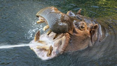 Otis, a hippopotamus known for his smile, died at the San Diego Zoo: NPR