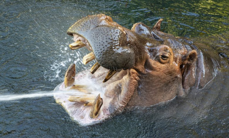 Otis, a hippopotamus known for his smile, died at the San Diego Zoo: NPR