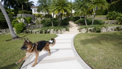 This rich dog is 'for sale' a Miami mansion that Madonna once owned: NPR
