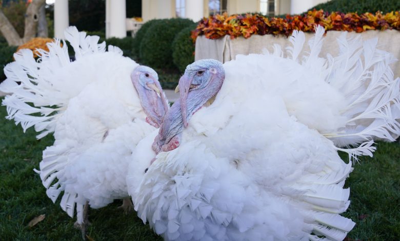 President Biden Pardons Turkey, Peanut Butter, and Jelly, at Thanksgiving Event: NPR