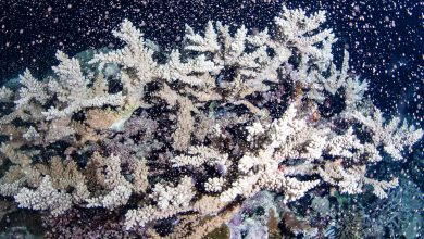 Australia's Great Barrier Reef is in bloom: NPR