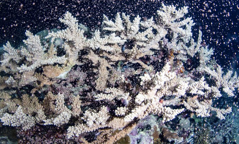 Australia's Great Barrier Reef is in bloom: NPR