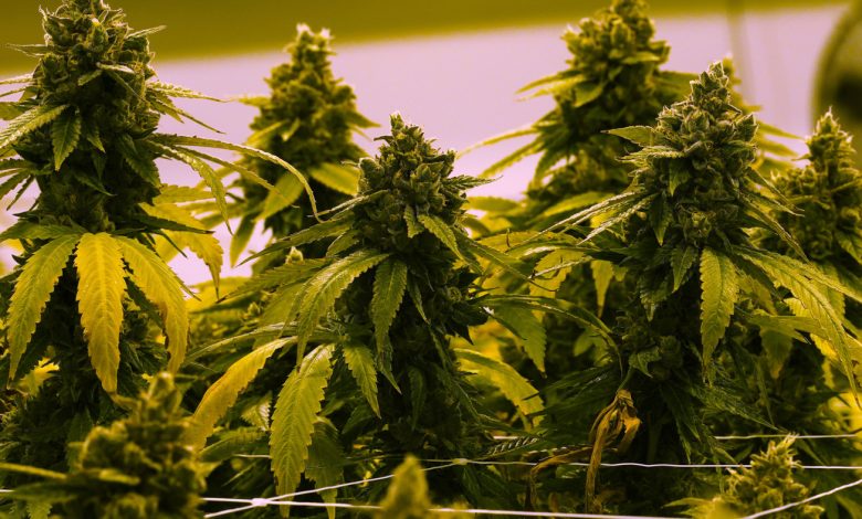 South Dakota Supreme Court rules against legalizing recreational marijuana: NPR