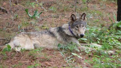 A great gray wolf was killed in Southern California: NPR