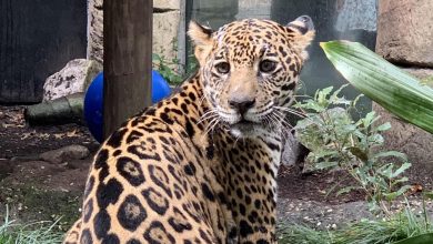 New Orleans Audubon Zoo welcomes a trafficked jaguar: NPR