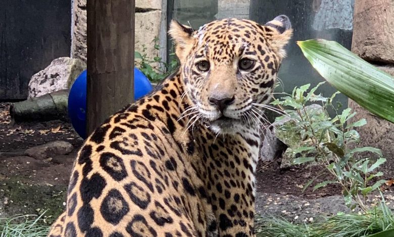 New Orleans Audubon Zoo welcomes a trafficked jaguar: NPR