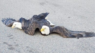 Two bald eagles were caught on video entangled on a Minnesota street : NPR