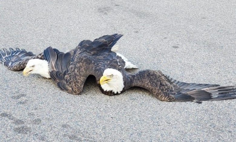 Two bald eagles were caught on video entangled on a Minnesota street : NPR