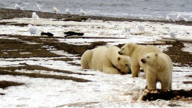 Polar bear habitat is more extensive in most areas of the Arctic than in previous years - Increased by that?