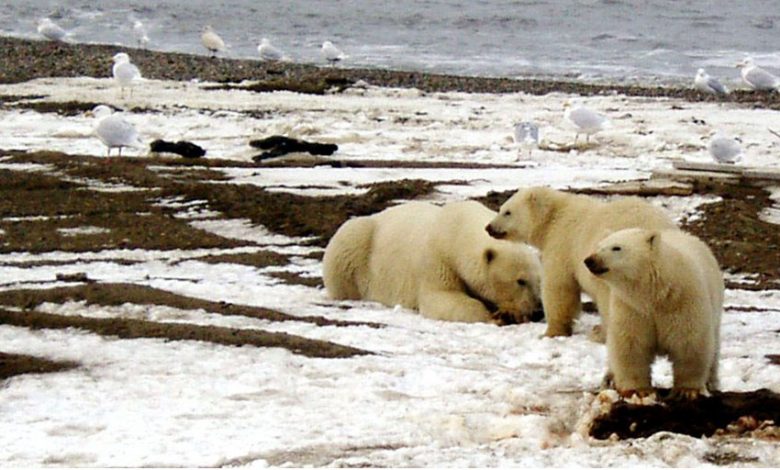 Polar bear habitat is more extensive in most areas of the Arctic than in previous years - Increased by that?
