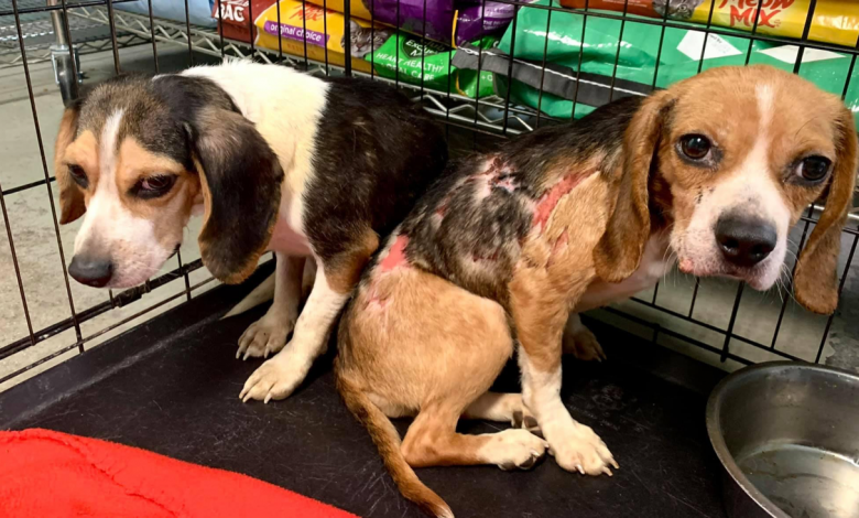 Humane Society looking for person who abused, dumped puppies - WISH-TV | Indianapolis News | Indiana Weather