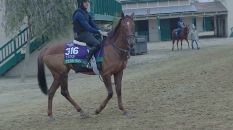 Journey Back To Breeders' Cup A Feat For Repeat Runners