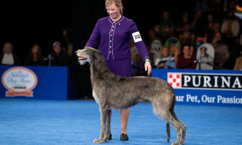A Scottish Deer Hound named Claire makes best appearance at National Dog Show 2021: NPR