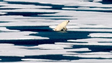 Climate change and warming shrinking Arctic sea ice and polar bears, experts say