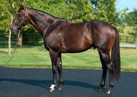 Knicks Go's Sire Paynter a Solid Source of Racehorses
