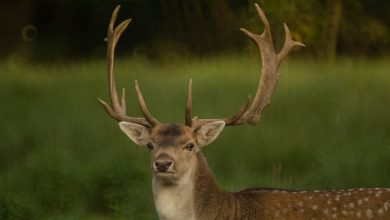 Manitoba reports first chronic wasting disease case; bans hunting where animal found